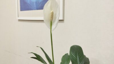 自分を責めるクセ、手放せますか?エネルギーワークで変わる思考のクセ